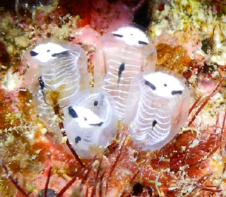 <span class="mw-page-title-main">Skeleton panda sea squirt</span> Species of ascidian