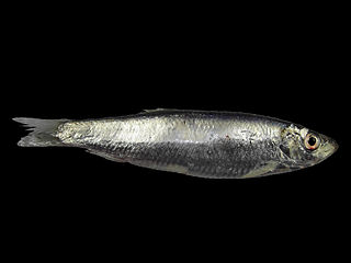 <span class="mw-page-title-main">European sprat</span> Species of fish