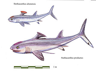 <i>Stethacanthus</i> Extinct genus of cartilaginous fishes