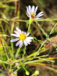 <i>Symphyotrichum dumosum</i> A flowering plant in the family Asteraceae native to parts of North America, Haiti, and Dominican Republic