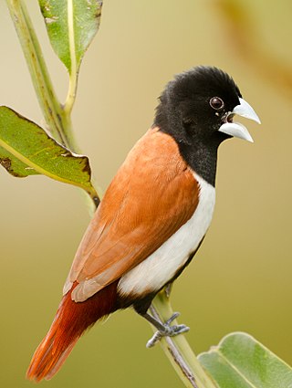 <span class="mw-page-title-main">Tricoloured munia</span> Species of bird