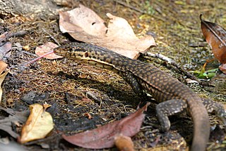 <span class="mw-page-title-main">Mitchell's water monitor</span> Species of lizard