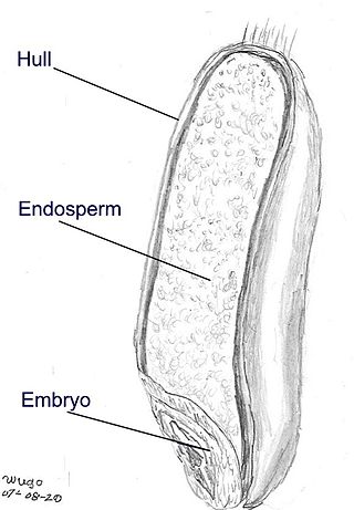 <span class="mw-page-title-main">Endosperm</span> Starchy tissue inside cereals and alike