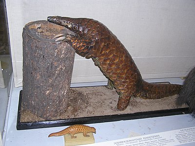 Phataginus tetradactyla