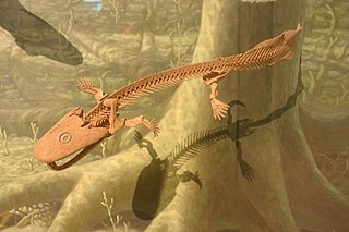 <i>Acanthostega</i> Extinct genus of tetrapodomorphs