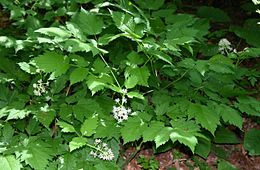 Varpotoji juodžolė (Actaea spicata)