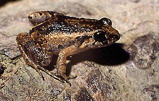 <i>Adenomera</i> Genus of amphibians