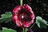 Alcea rosea purple.jpg