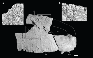 <i>Asperoris</i> Extinct genus of reptiles