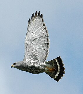 Gray hawk species of raptor