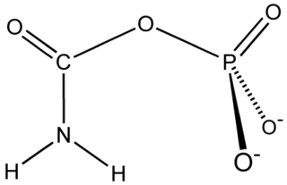 <span class="mw-page-title-main">Carbamoyl phosphate synthetase</span> Class of enzymes