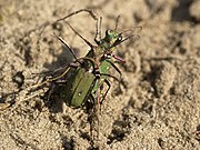   Cicindela campestris