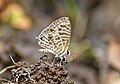 * Kandidimi Close wing Mud puddle activity of Leptotes plinius (Fabricius, 1793) - Zebra Blue --Sandipoutsider 10:49, 8 September 2024 (UTC) * Nuk u miratua  Oppose I'm afraid it isn't sharp enough. --C messier 18:31, 16 September 2024 (UTC)