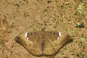 Euthalia aconthea, espécie de mariposa da família Nymphalidae, nativa da Ásia. (definição 4 782 × 3 188)