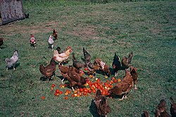 Ayam ternak lepas diberi makan