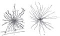 Deep lymph nodes and vessels of the thorax and abdomen.