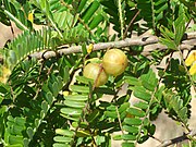 Amla