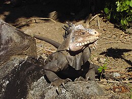 Iguana delicatissima