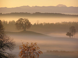 24. Platz: Boschfoto mit Die Drumlin-Buche im Landschaftsschutzgebiet „Westlicher Teil des Landkreises Starnberg“