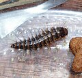 The grub of a larder beetle (Dermestes lardarius)