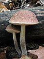 Leccinum albellum