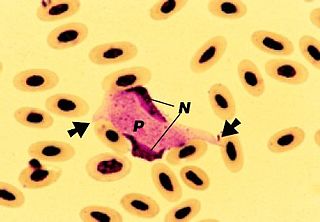 <i>Leucocytozoon</i> Genus of protists