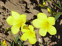 Linum flavum