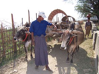 <span class="mw-page-title-main">Longyi</span> Cylindrical hip-wrap worn in Myanmar