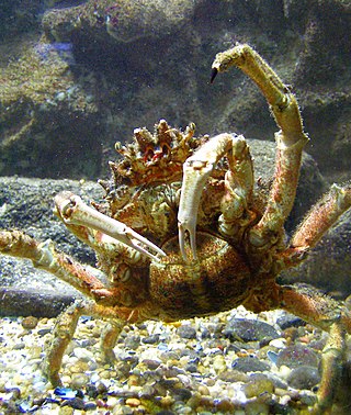 <i>Maja</i> (crab) Genus of crabs