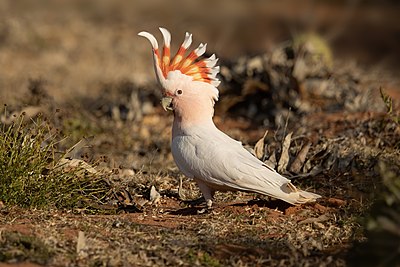 Pink cockatoo