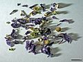 Malvae flos (dried flowers)