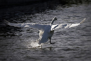 Landing Swan