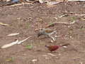 Graukopfsperling Grey-headed Sparrow