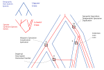 Thumbnail for Phylogenetic reconciliation