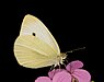 19 Commons:Picture of the Year/2011/R1/Pieris rapae edit2.jpg