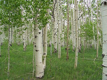 Quaking aspen