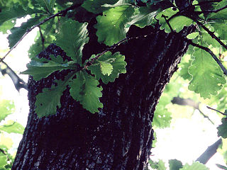 <i>Quercus dentata</i> Species of oak tree