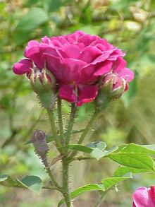 'Souvenir de Pierre Vibert' Rosa sp.266.jpg