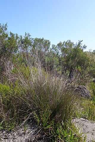 <i>Schoenus australis</i> Species of grass-like plant