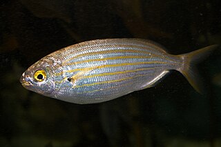 <span class="mw-page-title-main">Salema porgy</span> Species of fish