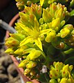 Sedum rubrotinctum