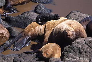 <span class="mw-page-title-main">Steller sea lion</span> Species of carnivore