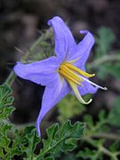 Solanum citrullifolium