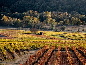 Vineyards, Bavaria, Germany (October 20)