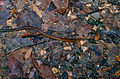 Gefleckte Fischnatter (Xenochrophis maculatus), Jungtier