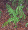 Blechnum serrulatum