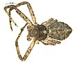 Tmarus angulatus