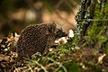 Image 12 European Hedgehog Photo: Hrald The European Hedgehog (Erinaceus europaeus) is a hedgehog species native to western and northern Europe. Adults are 20–30 cm (7.9–11.8 in) in length, weighing from 600 to 1,200 g (21 to 42 oz), depending on the season, with males slightly larger than females. It is nocturnal, and if alarmed will roll itself into a ball, protecting itself against potential predators with its spines. More selected pictures