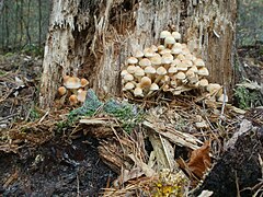 Hypholoma sp.