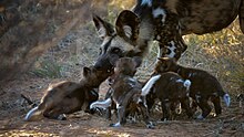 Regurgitating food for puppies at den site at Working with Wildlife